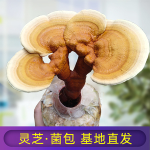 灵芝蘑菇种植菌包阳台种蘑菇菌种菌棒菌菇种家庭室内种植食用菌