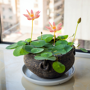 小鱼缸水生植物 小鱼缸水生植物品牌 价格 阿里巴巴 小鱼缸水生植物 小鱼缸水生植物品牌 价格 阿里巴巴