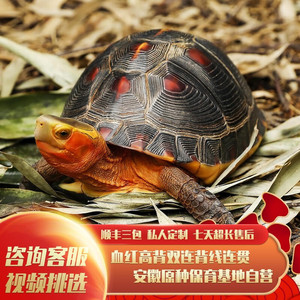 黄缘龟幼龟安缘龟苗乌龟活体活物金钱东部陆地箱子龟闭壳龟宠物龟