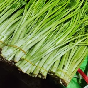 安徽无为特产水芹芽菜当季新鲜蔬菜水芹菜小叶芹菜农家自种香芹芹