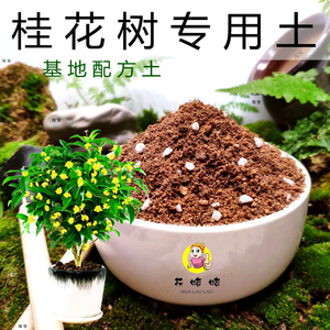 桂花树专用土月桂四季桂黄金球家庭园艺通用型精选有机土透气热卖