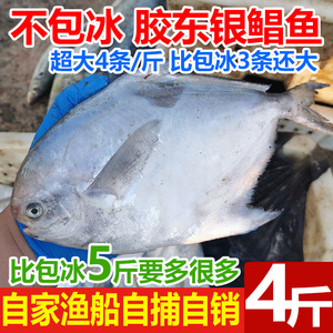 海捕银鲳鱼4斤16条大号鲜活海鲜冷冻白鲳鱼新鲜平鱼镜鱼海鱼扁鱼