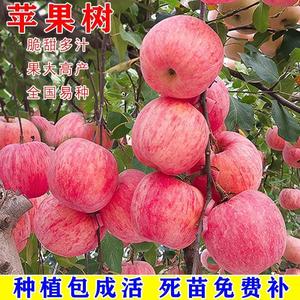 特大日本红富士脆甜苹果树苗嫁接苹果苗南方种植盆栽地栽当年结果