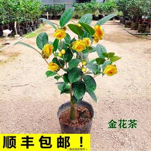 防城金花茶盆栽金茶花树苗阳台花卉四季绿植金黄带花苞黄遵山茶花