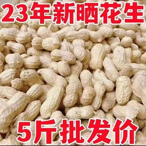 2023年生花生带壳晒干农家自产新货壳薄精选种子高产粉皮生花生