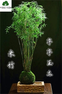 米竹盆栽小型微盆景水培庭院室内桌面绿植观音竹子观赏竹带盆种好