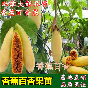 香蕉百香果苗 新品种加拿大甜蜜蜜黄金百香果树苗盆栽当年结果