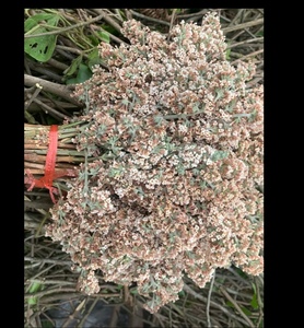 云南文山染饭花纯植物天然糯米染草蜜蒙花