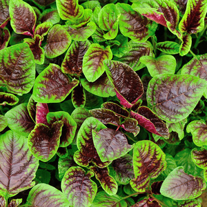 苋菜种籽大全菜籽种四季野菜长寿菜圆叶汉菜种子春秋季苋菜荆芥籽