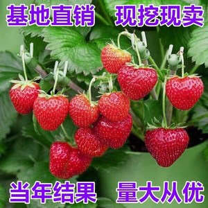 红颜 巧克力味草莓当年结果盆栽奶油草莓脱毒草莓果树