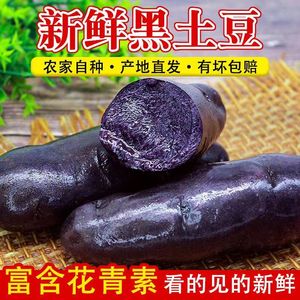 山东紫土豆黑土豆新鲜现挖黑美人黑金刚紫马铃薯乌洋芋黑土豆种子