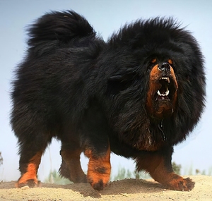 藏獒犬幼犬纯种巨型藏獒犬超大藏獒幼犬大型狮王铁包金雪獒犬藏獒