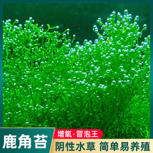 鹿角苔莫斯水草增氧鱼缸造景植物淡水冒泡慕斯片定植阴性前景草坪