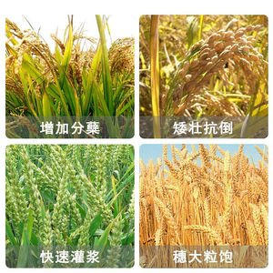 方瑞艾蕾普斯孕穗灌浆王小麦水稻专用肥灌浆分蘖肥水稻钾锌硅肥|
