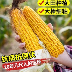 大田玉米郑单958玉米种子高产量早熟杂交种籽孑饲料老品种正品