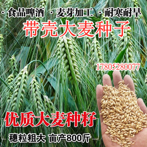 大麦种子芽苗菜种子大麦苗优质大麦苗四季播猫草大麦籽小麦种子
