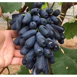 美国金手指无子黑提葡萄树苖当年结果甜蜜蓝宝石葡萄苖南北方种植