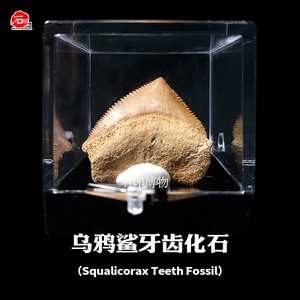 天然乌鸦鲨鱼牙齿龙螺菊石化石原石标本海洋古生物考古儿童摆件真
