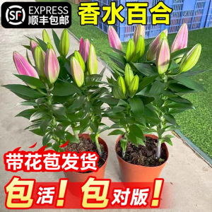 百合花盆栽带花苞室内客厅浓香型花卉香水百合鲜花苗四季开花植物