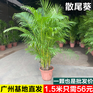 散尾葵植物盆栽客厅大型真绿植室内四季常青落地好养凤尾竹子盆景
