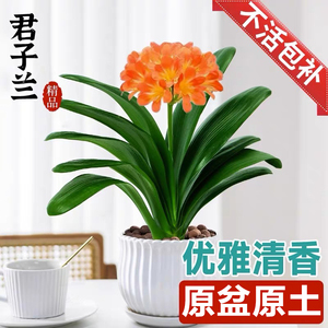 君子兰盆栽带花苞高端花卉植物室内兰花阳台四季常绿元宝好养易活