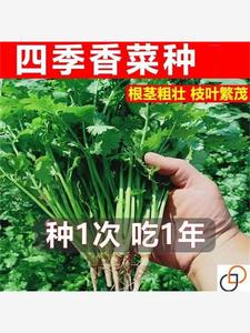 四季香菜种子速生三天发芽香菜籽阳台盆栽耐高温大叶香菜种籽一斤