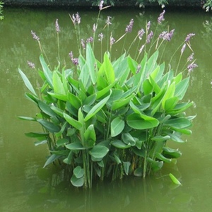 水生植物再力花苗水竹花叶芦竹黄菖蒲苗美人蕉慈姑芦苇池塘绿植苗