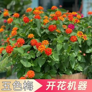 五色梅盆栽马缨丹四季开花耐热耐寒多年生木本阳台庭院花卉