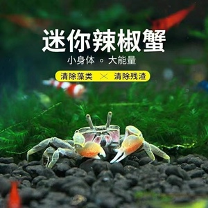 鱼类群中蟹 观赏蟹 辣椒蟹 迷您蟹 可与小鱼小虾一起混养可深水养