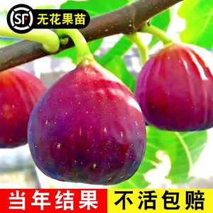 无花果树苗盆栽水果苗四季特大波姬红南北方阳台种植地栽当年结果