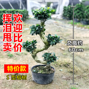 盆栽人参榕庭院盆景老桩造型苗木树大小叶榕榕树大型室内琴叶榕 阿里巴巴找货神器 盆栽人参榕庭院盆景老桩造型苗木树大小叶榕榕树大型室内琴叶榕 阿里巴巴找货神器