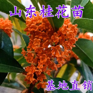 桂花树苗金桂丹桂南北方抗冻老桩盆栽地栽庭院室内八月四季桂花苗