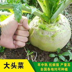 大头菜种子四川芥菜籽榨菜疙瘩根用光头芥菜腌制咸菜秋季蔬菜种子