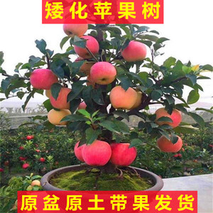 矮化苹果树盆栽地栽带果嫁接南北方种植红富士盆景树苗当年结果苗