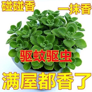 驱蚊虫净植物带香味绿植碰碰香室内盆栽客厅除异味化空气一抹香花