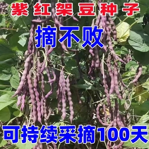 大紫袍架豆种子紫红豆角种籽四季豆芸豆种子四川春秋季田园蔬菜孑