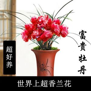 特价6苗 富贵牡丹 兰花建兰四季兰草花卉 浓香型室内绿植 盆栽