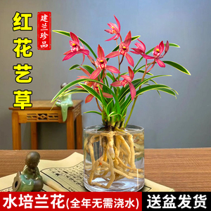 水培香水兰花苗红颜知己室内植物浓香四季建花卉耐寒植物夏带花苞