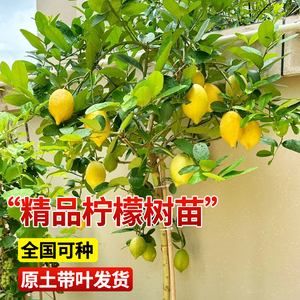 香水柠檬树苗盆栽水果树果苗南北方室内庭院名贵四季种植当年结果