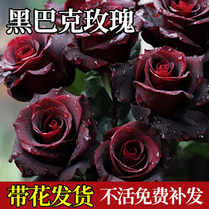 黑巴克玫瑰月季花盆栽老桩大苗丝绒暗红色四季开阳台庭院花卉绿植