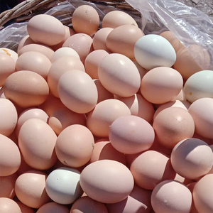 正宗土鸡蛋农家散养溜达鸡农村自养40枚新鲜草鸡蛋纯笨鸡蛋