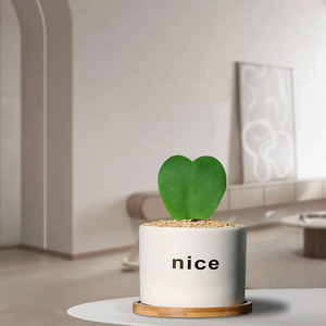 一片心意植物盆栽心叶球兰礼品室内桌面装饰创意小摆件花卉绿植