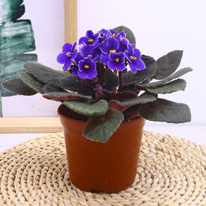 紫罗兰盆栽花卉室内植物好养非洲堇四季开花带花苞不断桌面小绿植