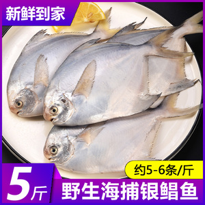 鲳鱼新鲜冷冻5斤银鲳鱼鲜活海鲜水产海捕平鱼白鲳鱼特大非金昌鱼
