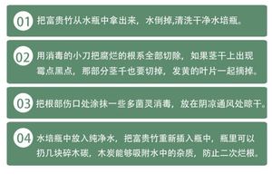 富贵竹花水养客厅水培植物粗枝转运竹绿植盆栽室内净化空气鲜花瓶