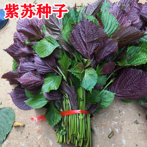 紫苏子种籽紫苏种子紫苏叶种籽绿苏草本中药材中草药野菜特色蔬菜