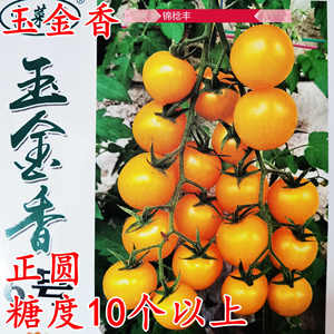 玉金香6号黄色樱桃番茄种子高糖高圆形超甜圣女果耐裂小番茄种籽