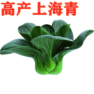 上海青种子蔬菜种籽鸡毛菜青菜小白菜四季耐寒油菜种子 春秋冬季