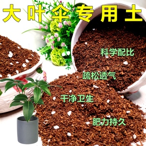 大叶伞专用土日本保罗通用营养土绿植盆栽有机土花卉培植土壤特价