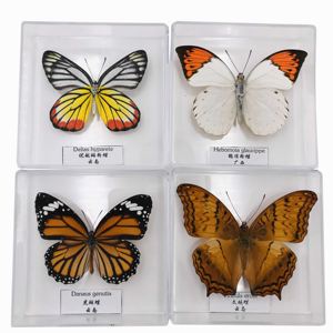 蝴蝶标本摆件昆虫标本展翅动物标本真蝴蝶学生创意生日礼品盒装